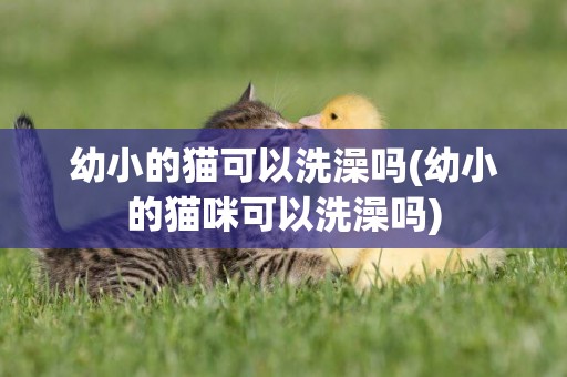 幼小的貓可以洗澡嗎(幼小的貓咪可以洗澡嗎)