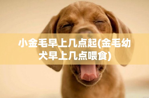 小金毛早上幾點起(金毛幼犬早上幾點喂食)