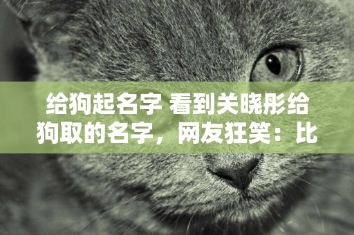 給狗起名字 看到關曉彤給狗取的名字，網友狂笑：比我還敷衍哈哈哈！ 