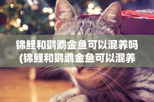 錦鯉和鸚鵡金魚可以混養嗎(錦鯉和鸚鵡金魚可以混養嗎喂什么)