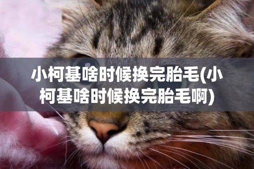 小柯基啥時候換完胎毛(小柯基啥時候換完胎毛啊)