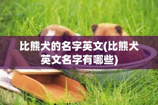 比熊犬的名字英文(比熊犬英文名字有哪些)