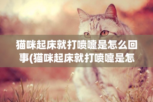 貓咪起床就打噴嚏是怎么回事(貓咪起床就打噴嚏是怎么回事啊)