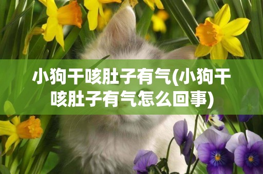 小狗干咳肚子有氣(小狗干咳肚子有氣怎么回事)