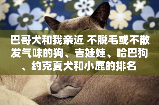 巴哥犬和我親近 不脫毛或不散發氣味的狗、吉娃娃、哈巴狗、約克夏犬和小鹿的排名 