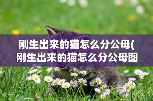 剛生出來的貓怎么分公母(剛生出來的貓怎么分公母圖解)