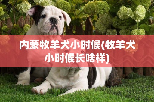 內蒙牧羊犬小時候(牧羊犬小時候長啥樣)