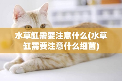 水草缸需要注意什么(水草缸需要注意什么細菌)