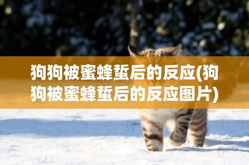 狗狗被蜜蜂蜇后的反應(狗狗被蜜蜂蜇后的反應圖片)