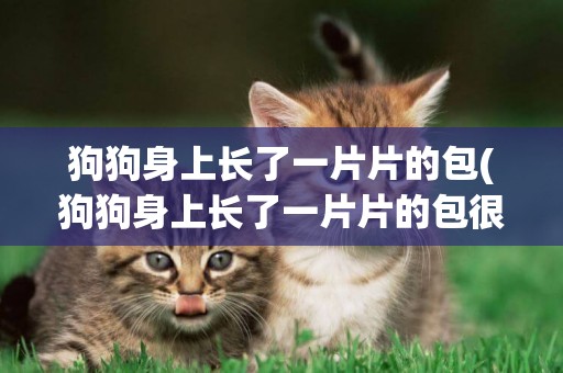 狗狗身上長了一片片的包(狗狗身上長了一片片的包很癢)