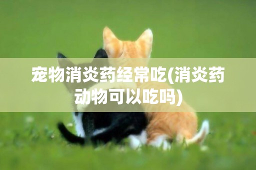 寵物消炎藥經常吃(消炎藥動物可以吃嗎)