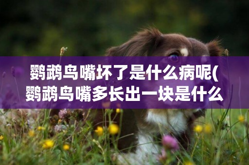 鸚鵡鳥嘴壞了是什么病呢(鸚鵡鳥嘴多長出一塊是什么病)