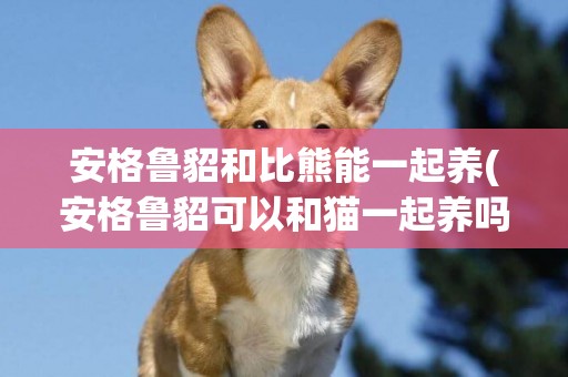 安格魯貂和比熊能一起養(安格魯貂可以和貓一起養嗎)