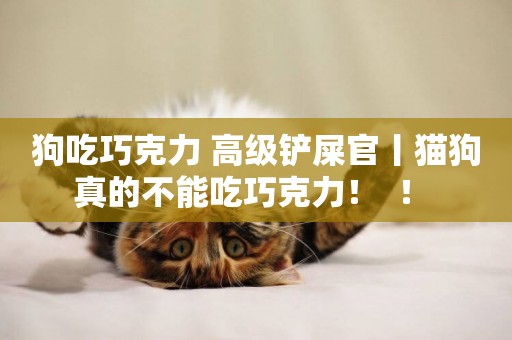 狗吃巧克力 高級鏟屎官丨貓狗真的不能吃巧克力！  ！ 