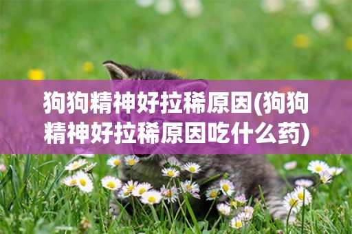 狗狗精神好拉稀原因(狗狗精神好拉稀原因吃什么藥)
