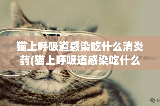 貓上呼吸道感染吃什么消炎藥(貓上呼吸道感染吃什么消炎藥好)