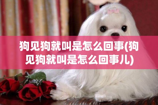 狗見狗就叫是怎么回事(狗見狗就叫是怎么回事兒)