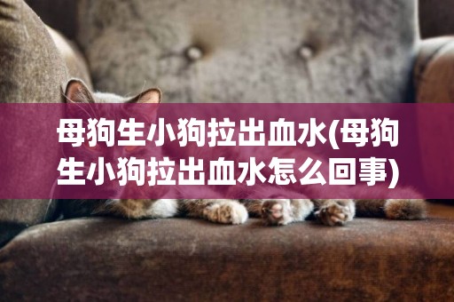 母狗生小狗拉出血水(母狗生小狗拉出血水怎么回事)