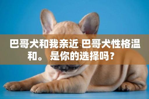 巴哥犬和我親近 巴哥犬性格溫和。 是你的選擇嗎？ 