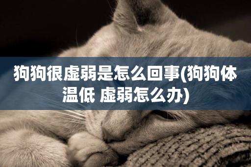 狗狗很虛弱是怎么回事(狗狗體溫低 虛弱怎么辦)