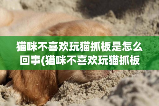 貓咪不喜歡玩貓抓板是怎么回事(貓咪不喜歡玩貓抓板是怎么回事呀)