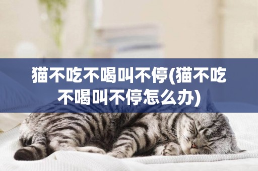貓不吃不喝叫不停(貓不吃不喝叫不停怎么辦)