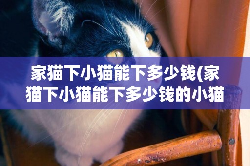 家貓下小貓能下多少錢(家貓下小貓能下多少錢的小貓)