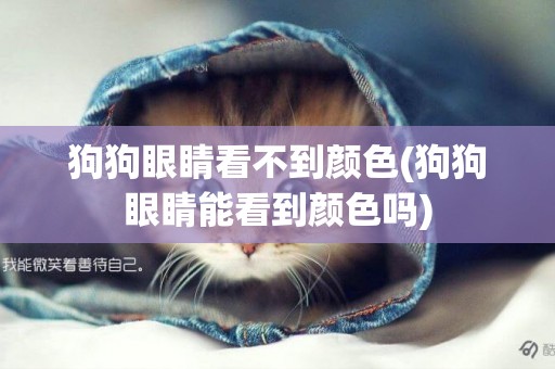 狗狗眼睛看不到顏色(狗狗眼睛能看到顏色嗎)