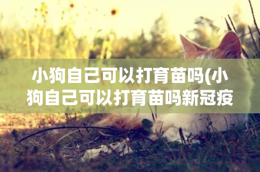 小狗自己可以打育苗嗎(小狗自己可以打育苗嗎新冠疫苗)