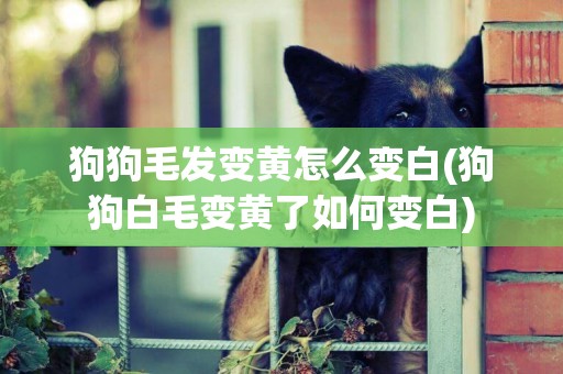 狗狗毛發變黃怎么變白(狗狗白毛變黃了如何變白)