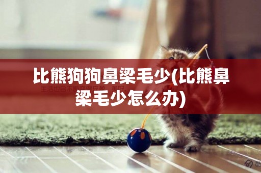比熊狗狗鼻梁毛少(比熊鼻梁毛少怎么辦)