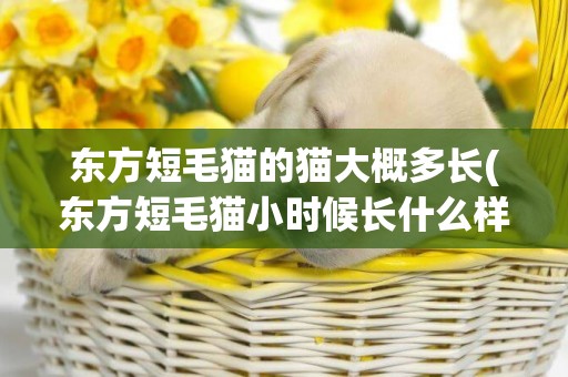 東方短毛貓的貓大概多長(東方短毛貓小時候長什么樣)