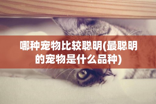 哪種寵物比較聰明(最聰明的寵物是什么品種)