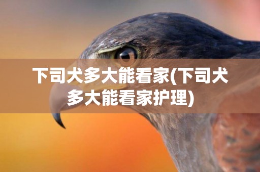 下司犬多大能看家(下司犬多大能看家護理)