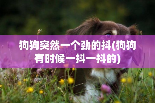 狗狗突然一個勁的抖(狗狗有時候一抖一抖的)