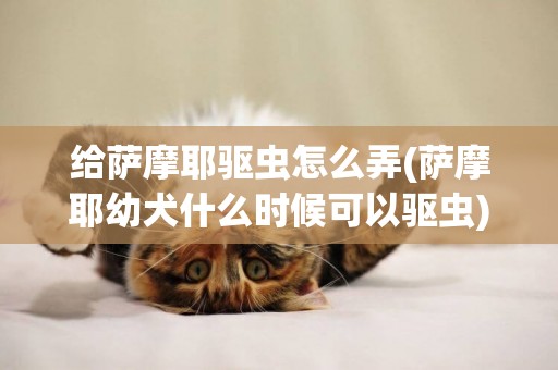 給薩摩耶驅蟲怎么弄(薩摩耶幼犬什么時候可以驅蟲)