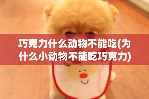 巧克力什么動物不能吃(為什么小動物不能吃巧克力)