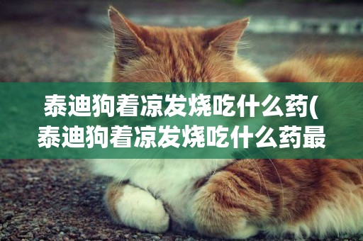泰迪狗著涼發燒吃什么藥(泰迪狗著涼發燒吃什么藥最好)