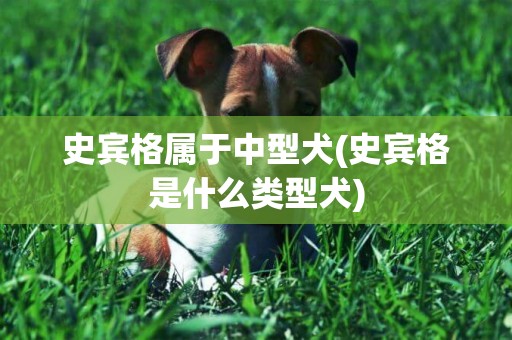 史賓格屬于中型犬(史賓格是什么類型犬)