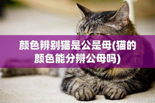 顏色辨別貓是公是母(貓的顏色能分辨公母嗎)