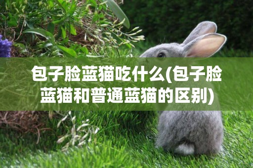 包子臉藍貓吃什么(包子臉藍貓和普通藍貓的區別)