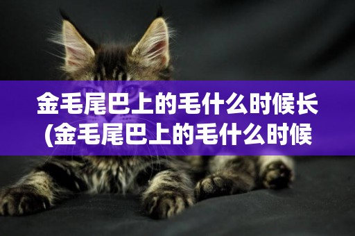 金毛尾巴上的毛什么時候長(金毛尾巴上的毛什么時候長出來)