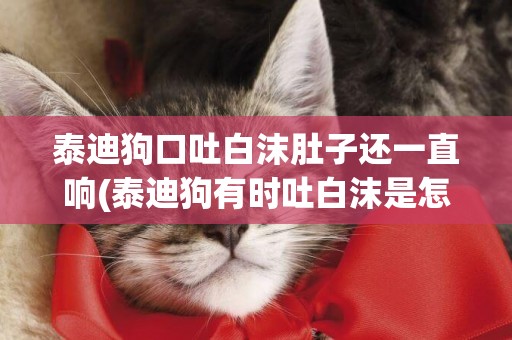 泰迪狗口吐白沫肚子還一直響(泰迪狗有時吐白沫是怎么回事?)