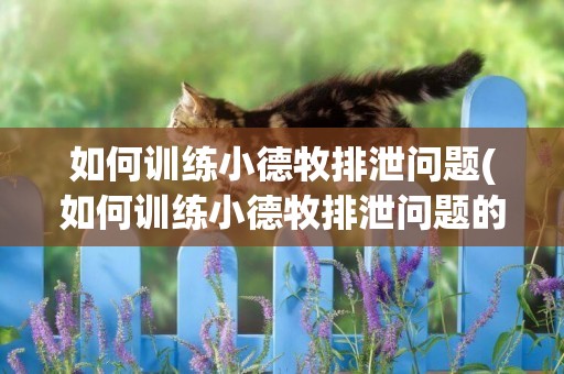 如何訓練小德牧排泄問題(如何訓練小德牧排泄問題的行為)