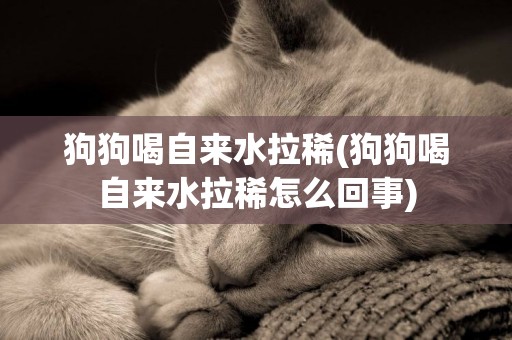 狗狗喝自來水拉稀(狗狗喝自來水拉稀怎么回事)
