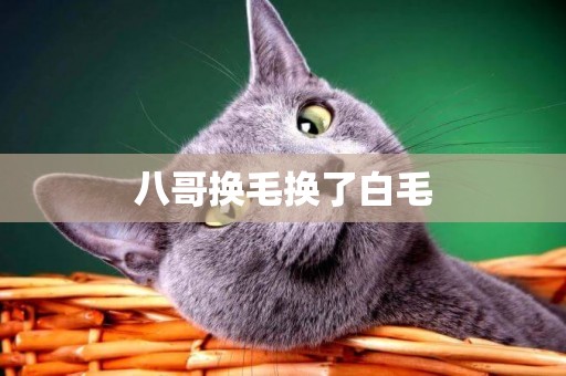 八哥換毛換了白毛