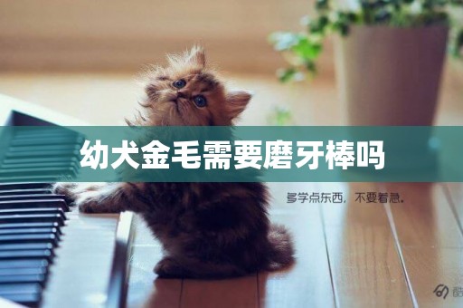 幼犬金毛需要磨牙棒嗎