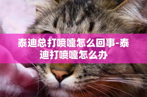 泰迪總打噴嚏怎么回事-泰迪打噴嚏怎么辦