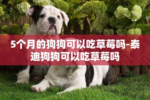 5個月的狗狗可以吃草莓嗎-泰迪狗狗可以吃草莓嗎