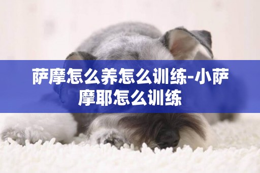 薩摩怎么養怎么訓練-小薩摩耶怎么訓練